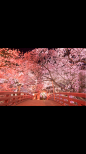 桜が舞い散るまで、キャンペーンを行います。